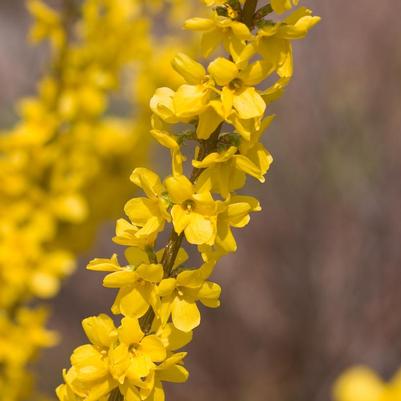 Forsythia Show Off® ('Mindor') Show Off® Forsythia