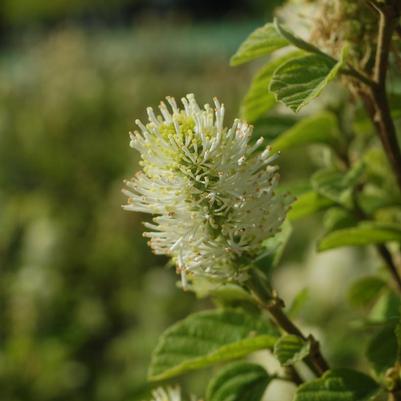 Fothergilla major Mt. Airy Mt. Airy Fothergilla