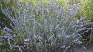 Fred Boutin Lavender Herb