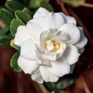 Gardena-Cape Jasmine