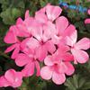 Geranium Interspecific-Caliente