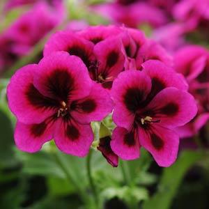 Geranium Regal-Martha Washington