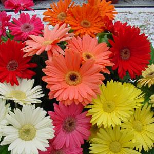 Gerbera-Gerber Daisy