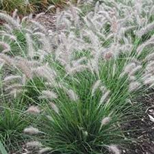 Alopecuroides Pennisetum Fountain Grass