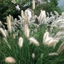Cassian Pennisetum Alopecuroides  Fountain Grass