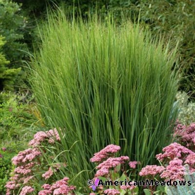 Northwind Switchgrass Panicum virgatum Grass