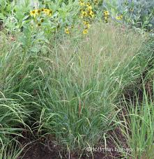 Rotstrahlbusch Switchgrass Panicum virgatum 