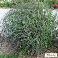 Ruby Ribbons Switchgrass Panicum virgatum 