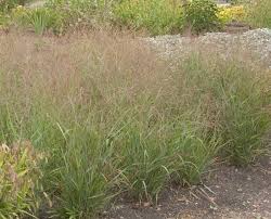 Shenandoah Switchgrass Panicum virgatum 