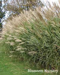 Silberfeder Miscanthus sinensis Grass