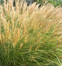 Adagio Miscanthus sinensis Grass