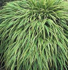 Albo Striata Japanese Forest Grass,Hakone GHakonechloa macra grass 