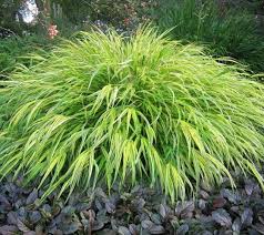 Aureola Japanese Forest Grass Hakonechloa macra