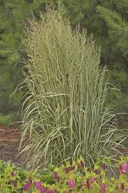 Avalanche Feather Reed Grass Calamagrostis 