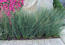 Blue Arrows Juncus inflexus Grass