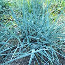 Blue Dune, Blue Lyme Grass Leymus arenarius