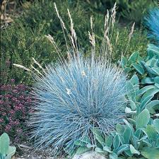 Blue Fescue Elijah Blue Grass