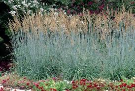 Blue Indian Grass Sorghastrum nutans indian steel