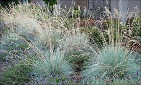 Blue Oat Grass Helictotrichon sempervirens