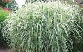 Cosmopolitan Miscanthus sinensis Grass