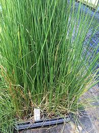 Common Rush Juncus effnsus Grass