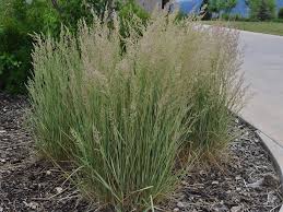 Eldorado Feather Reed Grass