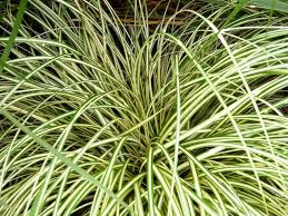 Evergold hacjijoensis Sedge Grass