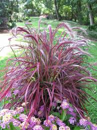 Fireworks Fountain Grass Pennisetum setaceum 