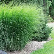 Gracillimus Maiden  Miscanthus  Grass