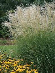 Graziella Miscanthus sinensis Grass