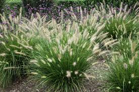Hameln Pennisetum Alopecuroides  Fountain Grass