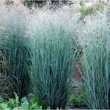 Heavy Metal Switchgrass Panicum virgatum Grass