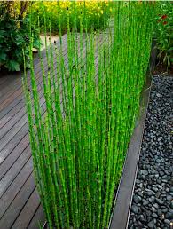 Horsetail, Scouring Rush Equisetum hyemale Grass