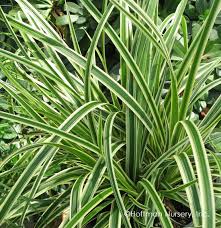 Ice Ballet Carex morrowii Sedge Grass