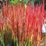 Japanese Blood Grass Imperata cylindrica