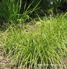 dolichostachya ‘Kaga Nishiki Sedge Grass