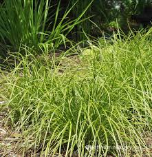 dolichostachya Kaga Nishiki Sedge Grass