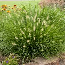 Little Bunny Fountain Grass Pennisetum alopecuroides
