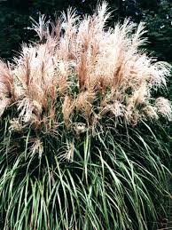 Malepartus Miscanthus sinensis Grass