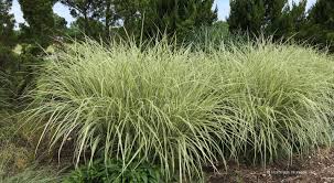 Variegatus Miscanthus sinensis Grass