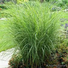 Morning Light Miscanthus sinensis Grass