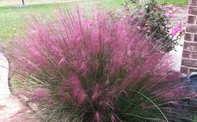 Pink Muhly Grass Muhlenbergia capillaris