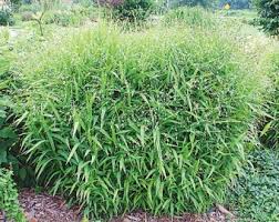 Northern Sea Oats Chasmanthium latifolium Grass