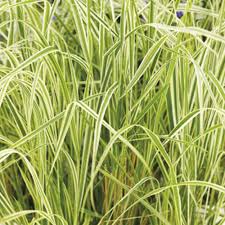 Brachytricha Feather Reed Grass