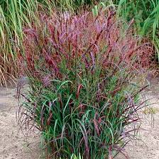 Prairie Fire Switchgrass Panicum virgatum 