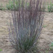 Prairie Blue Schizachyrium scoparium Grass