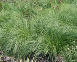 Prairie Dropseed Sporobolus heterolepis