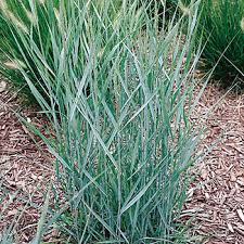 Prairie Sky Switchgrass Panicum virgatum 