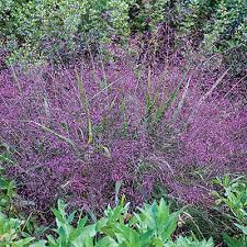Purple Love Grass Eragrostis spectabilis
