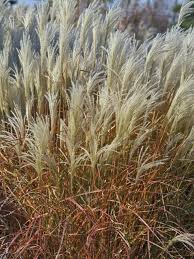 Miscanthus purpurasens Grass